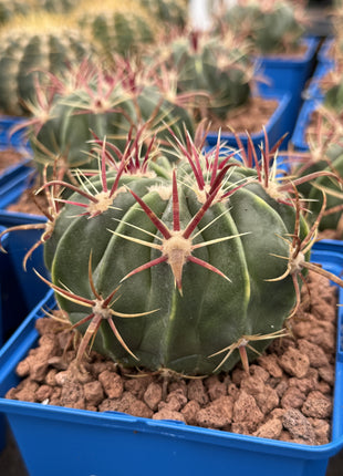 Ferocactus latispinus