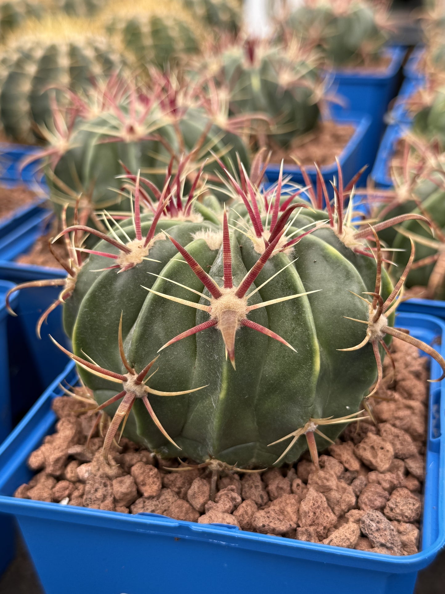 Ferocactus latispinus