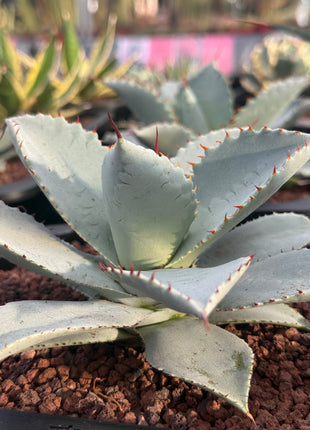 Agave havardiana