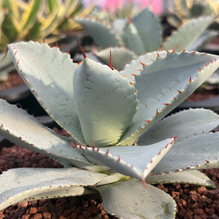 Agave havardiana