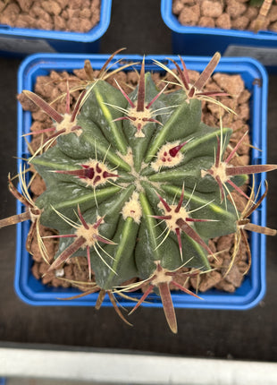 Ferocactus latispinus