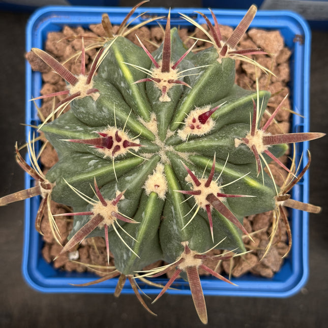 Ferocactus latispinus