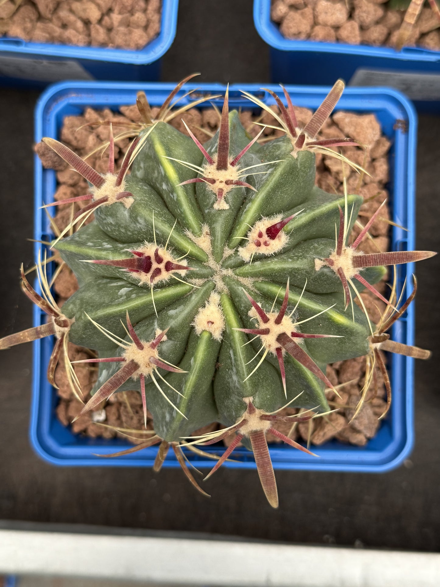 Ferocactus latispinus