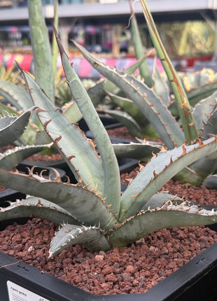 Agave gentryi ‘Jaws’