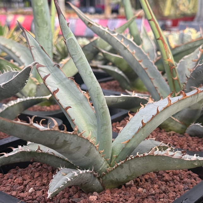 Agave gentryi ‘Jaws’