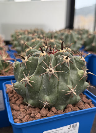 Ferocactus Peninsulae var. Brevispinus (Horridus)