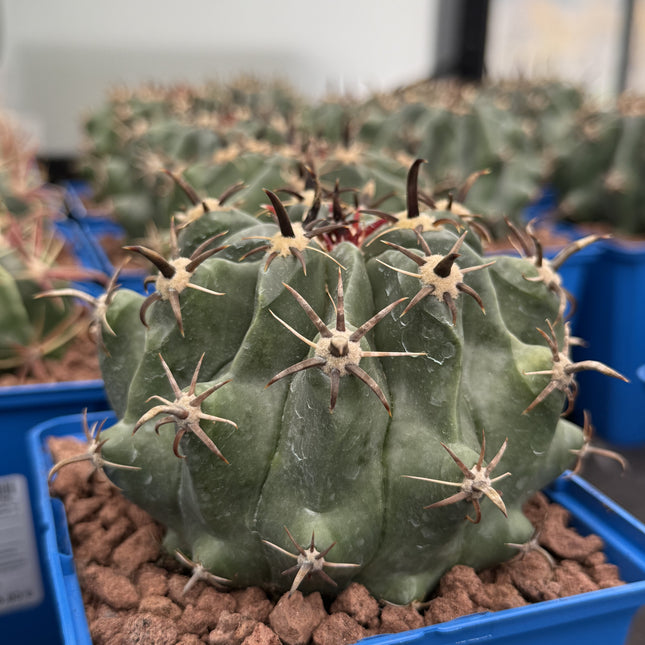 Ferocactus peninsulae var. brevispinus