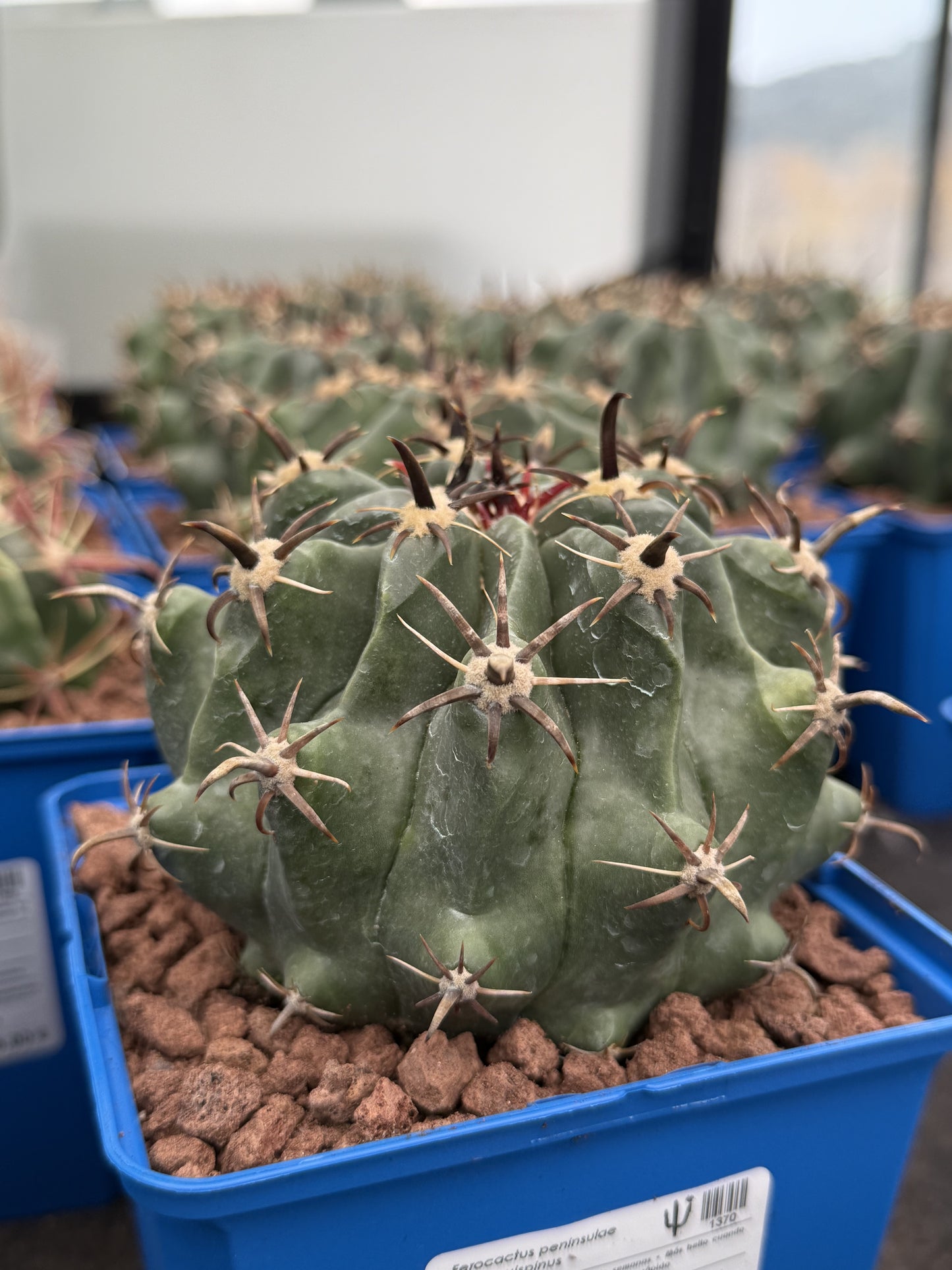 Ferocactus Peninsulae var. Brevispinus (Horridus)