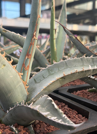 Agave gentryi ‘Jaws’