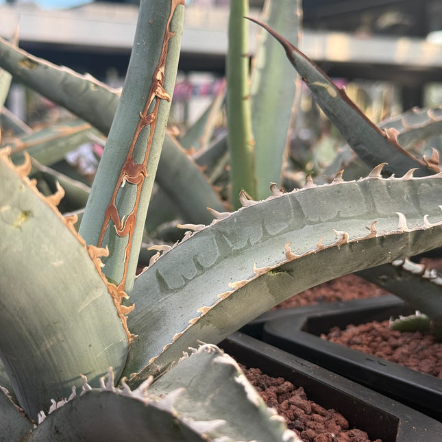 Agave gentryi ‘Jaws’