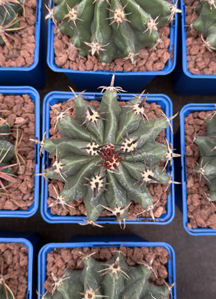Ferocactus Peninsulae var. Brevispinus (Horridus)