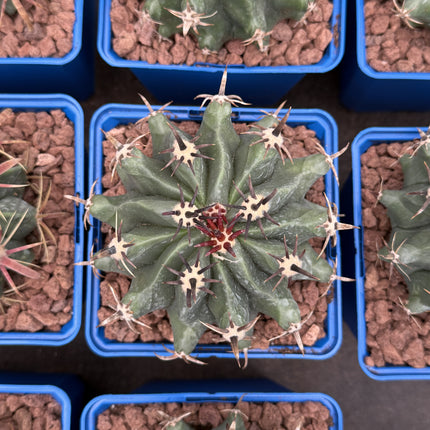 Ferocactus Peninsulae var. Brevispinus (Horridus)