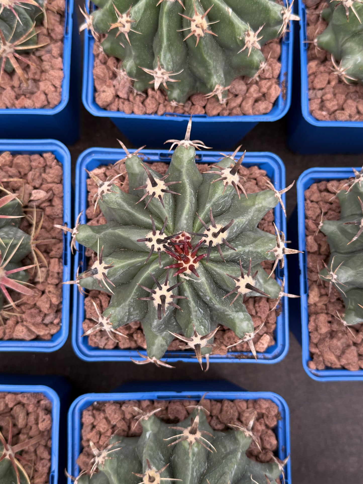 Ferocactus Peninsulae var. Brevispinus (Horridus)