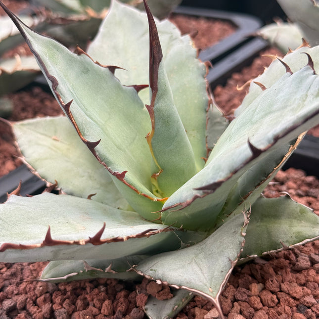 Agave titanota