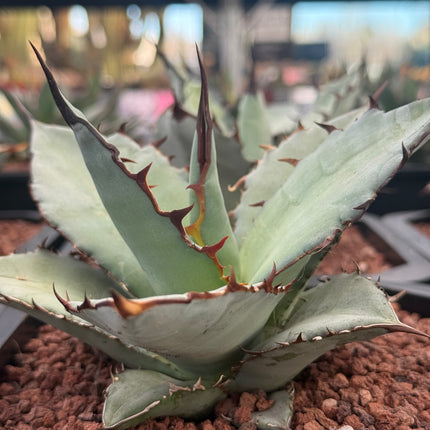 Agave titanota