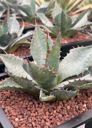Agave parrasana