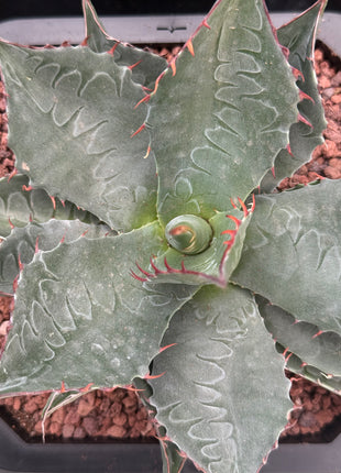 Agave parrasana