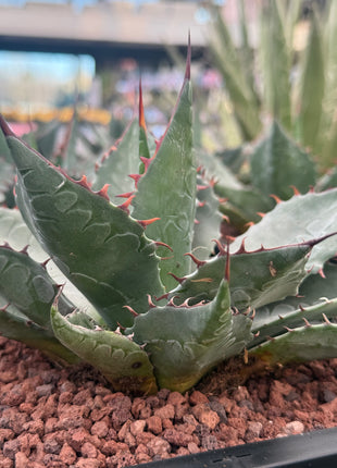 Agave parrasana