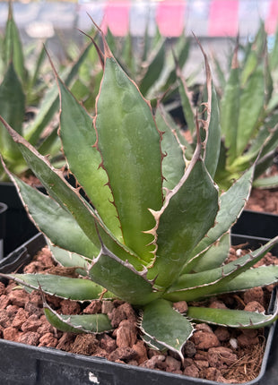 Agave chiapensis