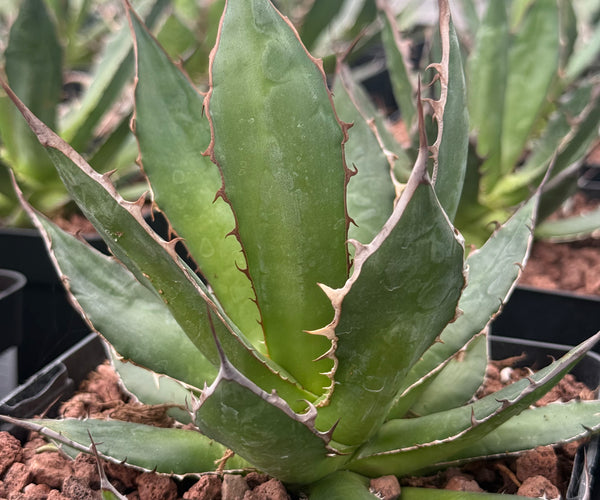 Agave chiapensis – DesertSTORE.es