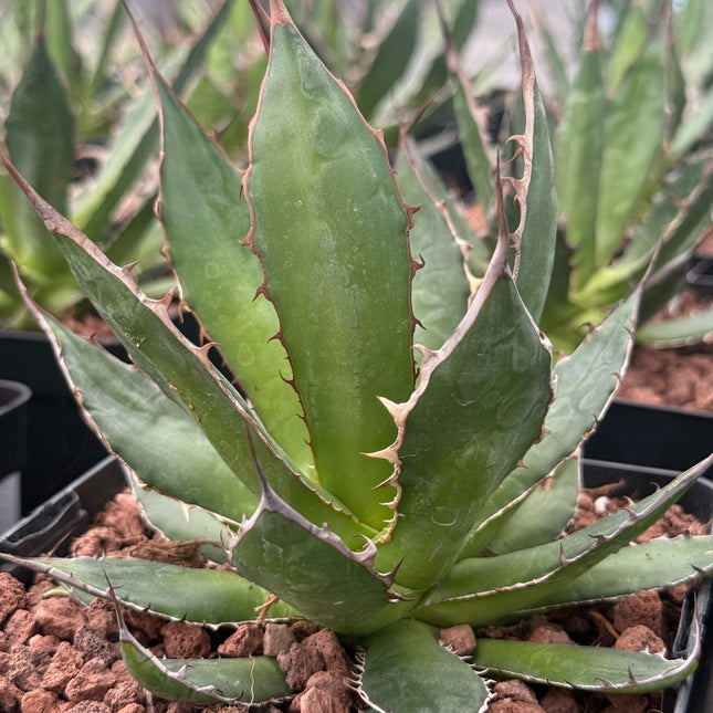 Agave chiapensis