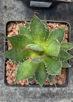 Agave chiapensis
