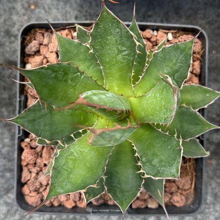 Agave chiapensis