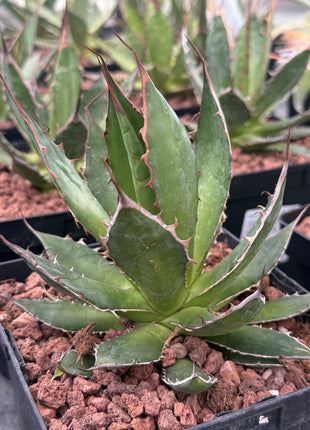 Agave chiapensis
