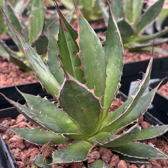 Agave chiapensis