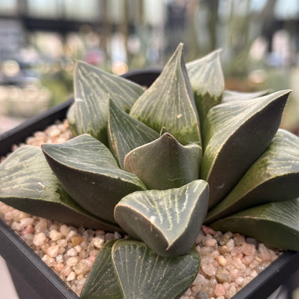 Haworthia ‘Magnifica Super’