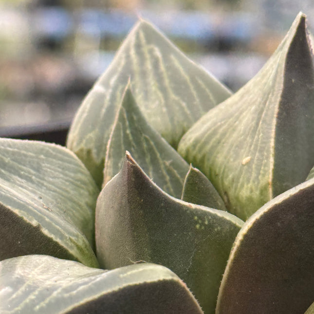 Haworthia ‘Magnifica Super’