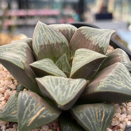 Haworthia ‘Silviae’