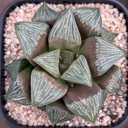 Haworthia ‘Silviae’