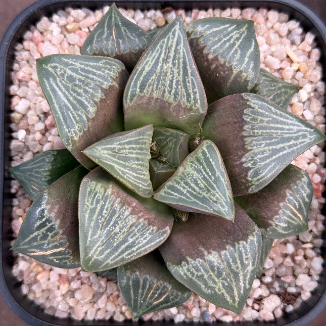 Haworthia ‘Silviae’