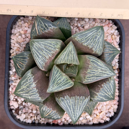 Haworthia ‘Silviae’