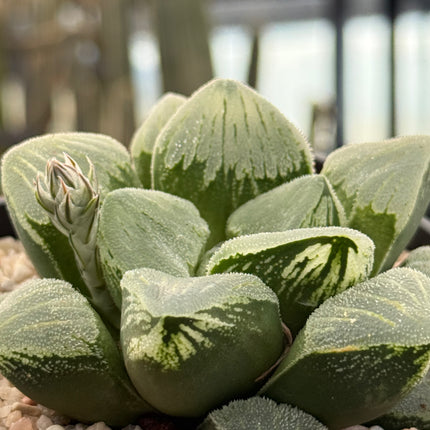 Haworthia pygmaea ‘Mutant’