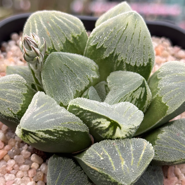 Haworthia pygmaea ‘Mutant’