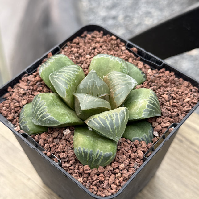 Haworthia ‘Shisan Magnifica’