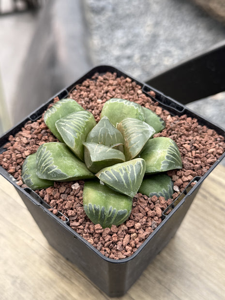Haworthia 'Shisan Magnifica'