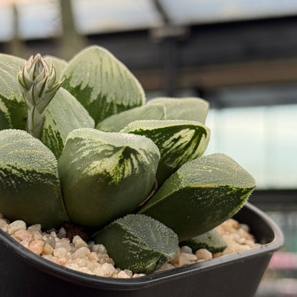 Haworthia pygmaea ‘Mutant’