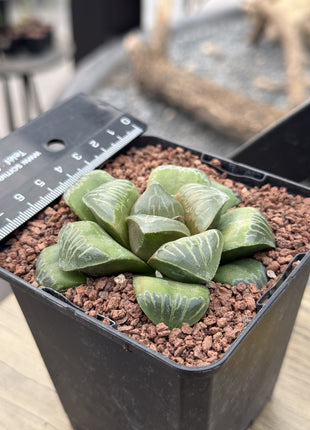 Haworthia 'Shisan Magnifica'