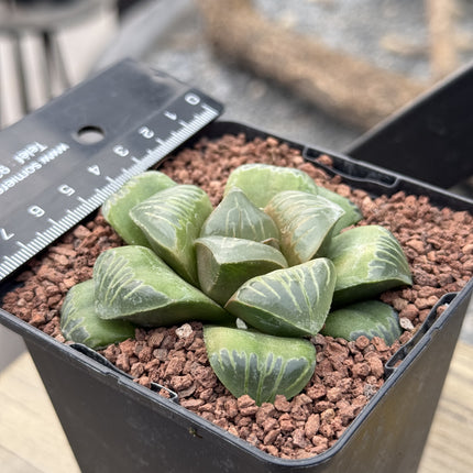 Haworthia 'Shisan Magnifica'