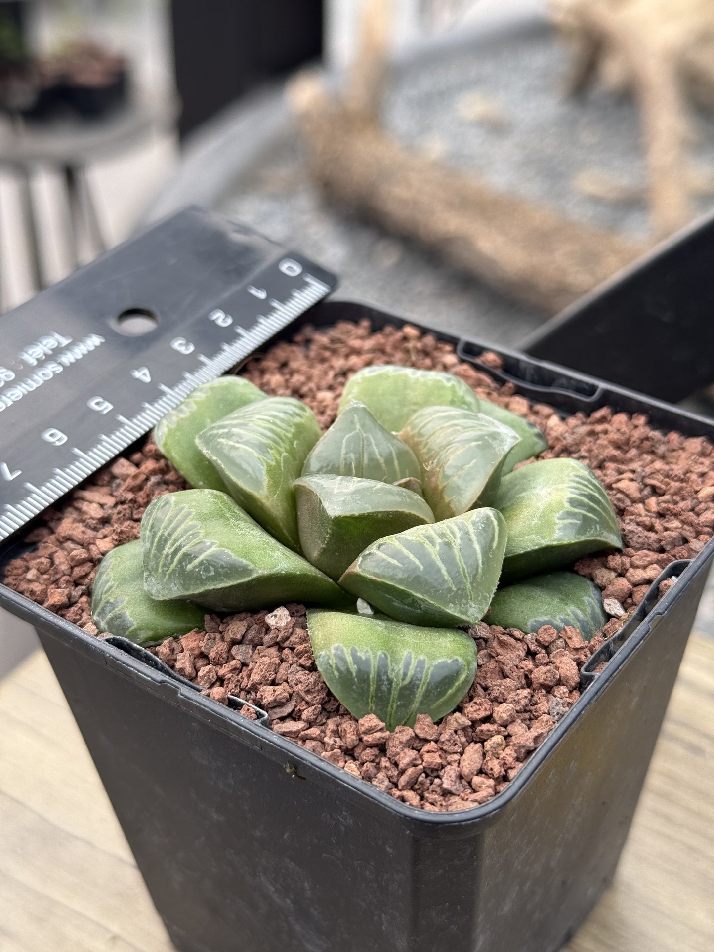 Haworthia ‘Shisan Magnifica’