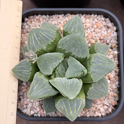 Haworthia pygmaea ‘Mutant’