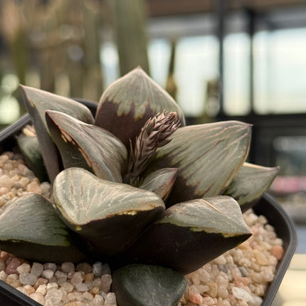 Haworthia ‘Kurofune’