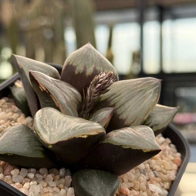 Haworthia ‘Kurofune’