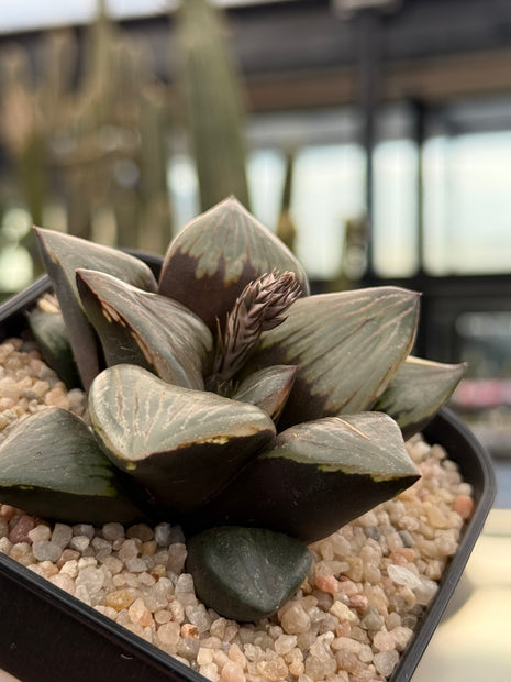 Haworthia ‘Kurofune’