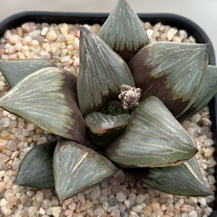 Haworthia ‘Kurofune’