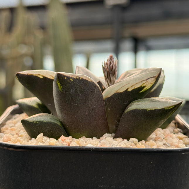 Haworthia ‘Kurofune’