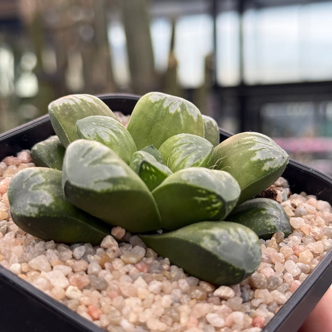 Haworthia ‘Wolf Ball’